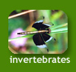 My Neighbours : Invertebrates