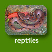 My Neighbours : Reptiles & Amphebians